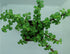 Jade Plant With Self Watering Pot